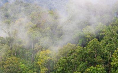 Precificação e a responsabilidade socioambiental do crédito de carbono